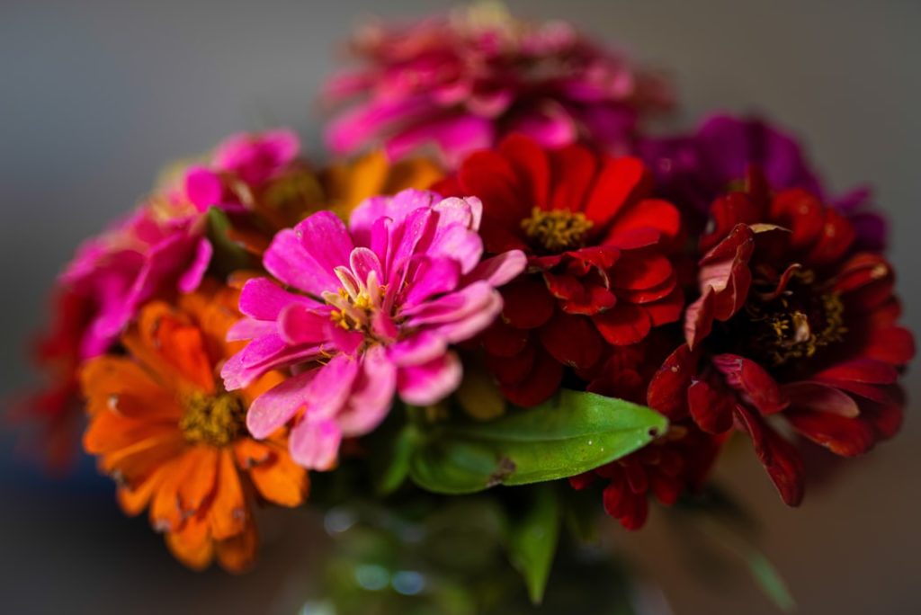 Zinnias-1024x684